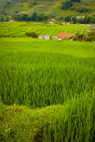 Terraced rice fields in Sa Pa, Vietnam