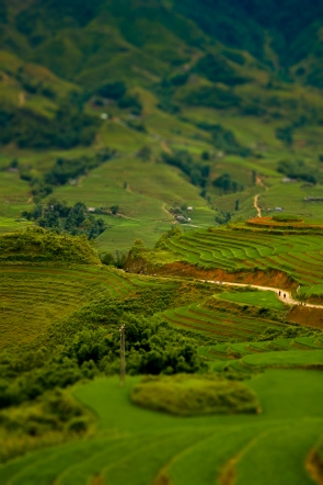 Terraced rice fields in Sa Pa